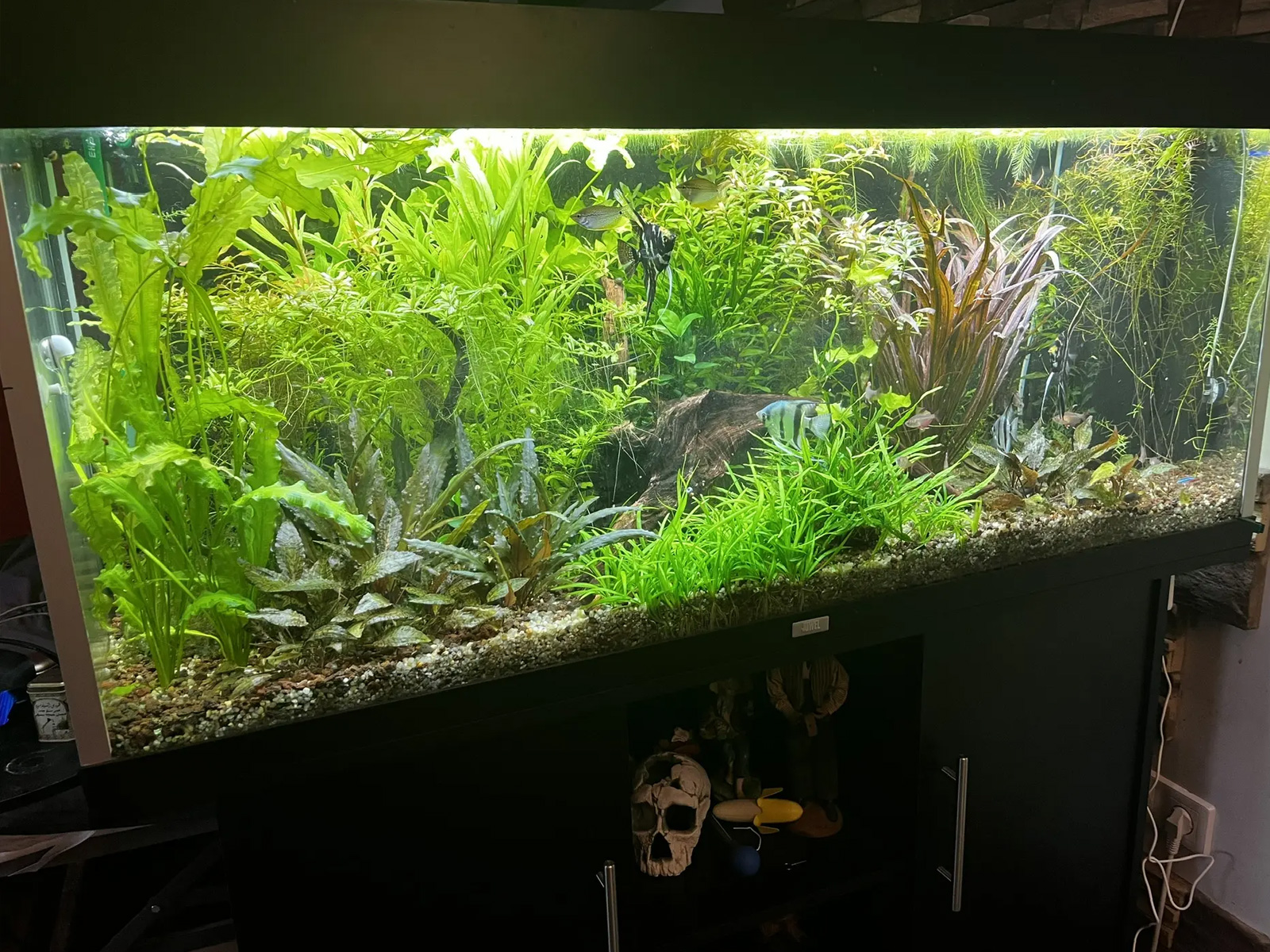 Juwel Rio 240 — Nature Aquarium