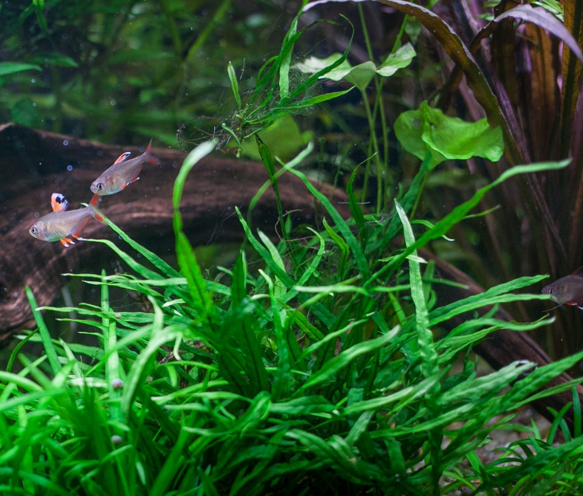 Папоротник таиландский узколистный (Microsorum pteropus «Narrow»)
