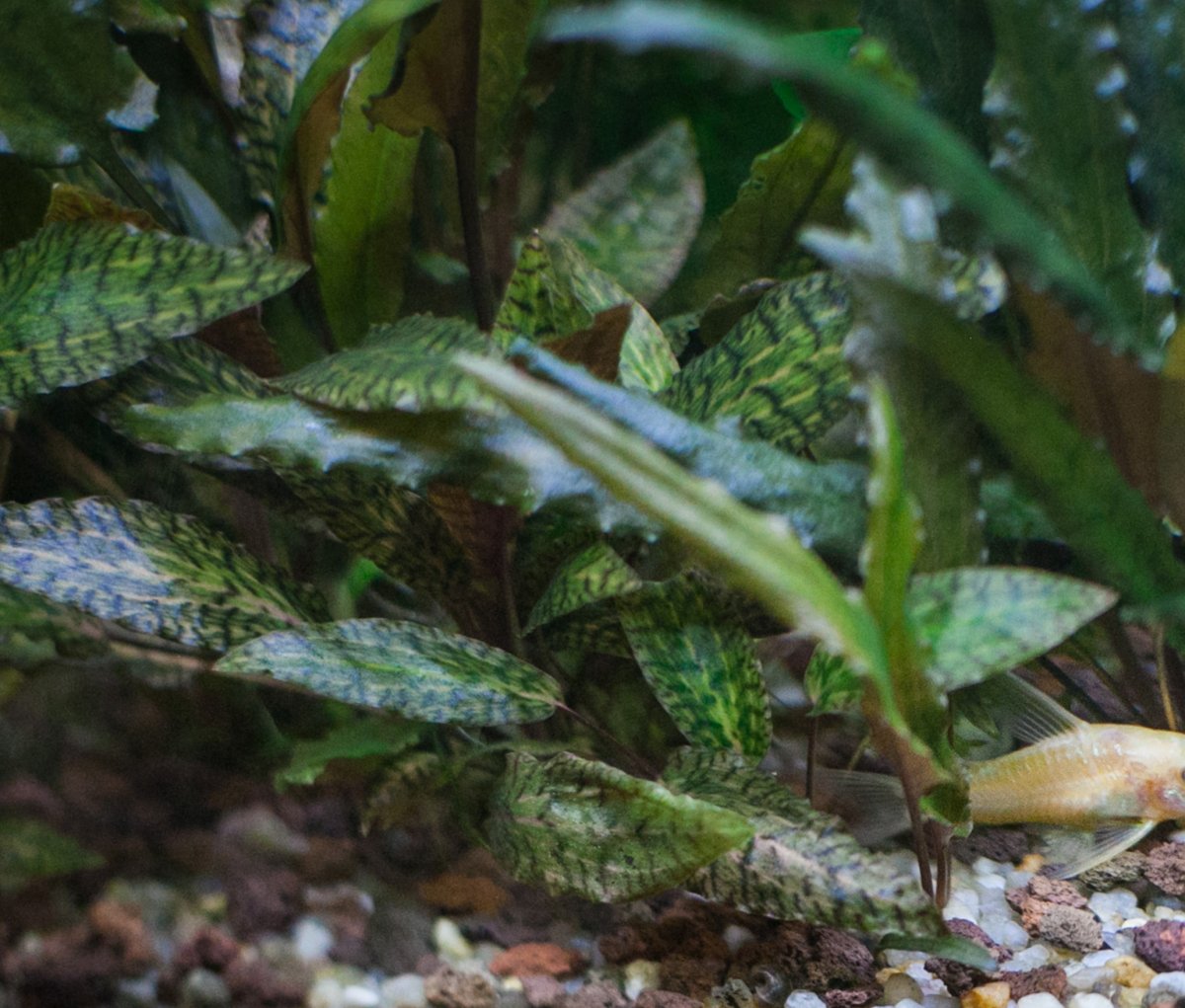Криптокорина Нури Розен Мейден (Cryptocoryne nurii «Rosen Maiden»)