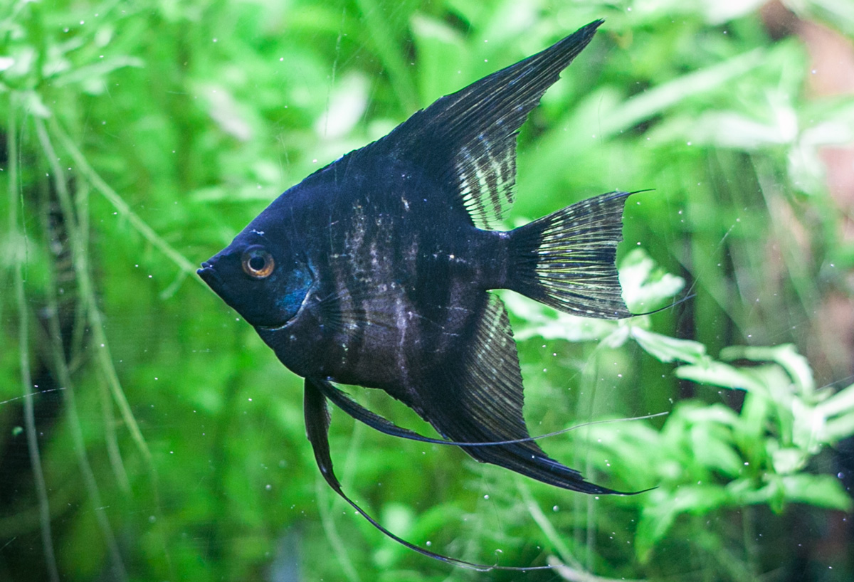 Черная скалярия (Pterophyllum scalare "Black")