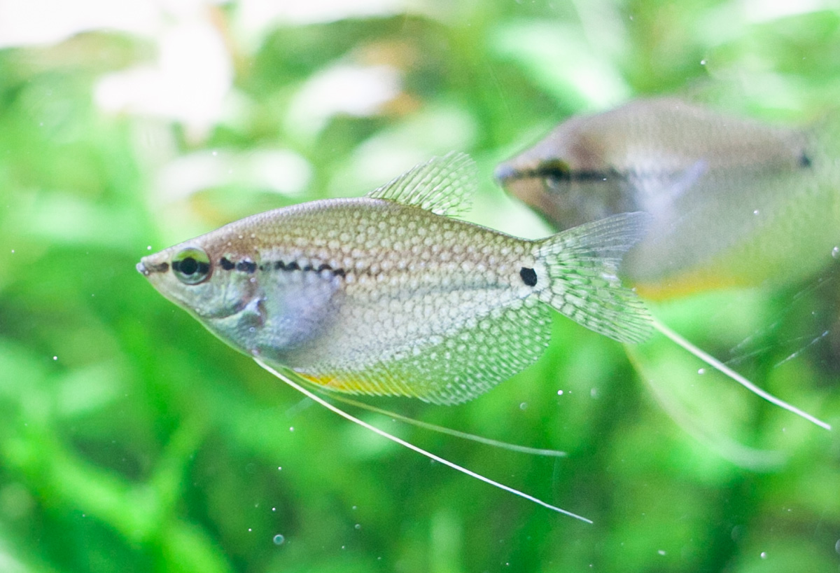 Гурами жемчужный (Trichopodus leerii)