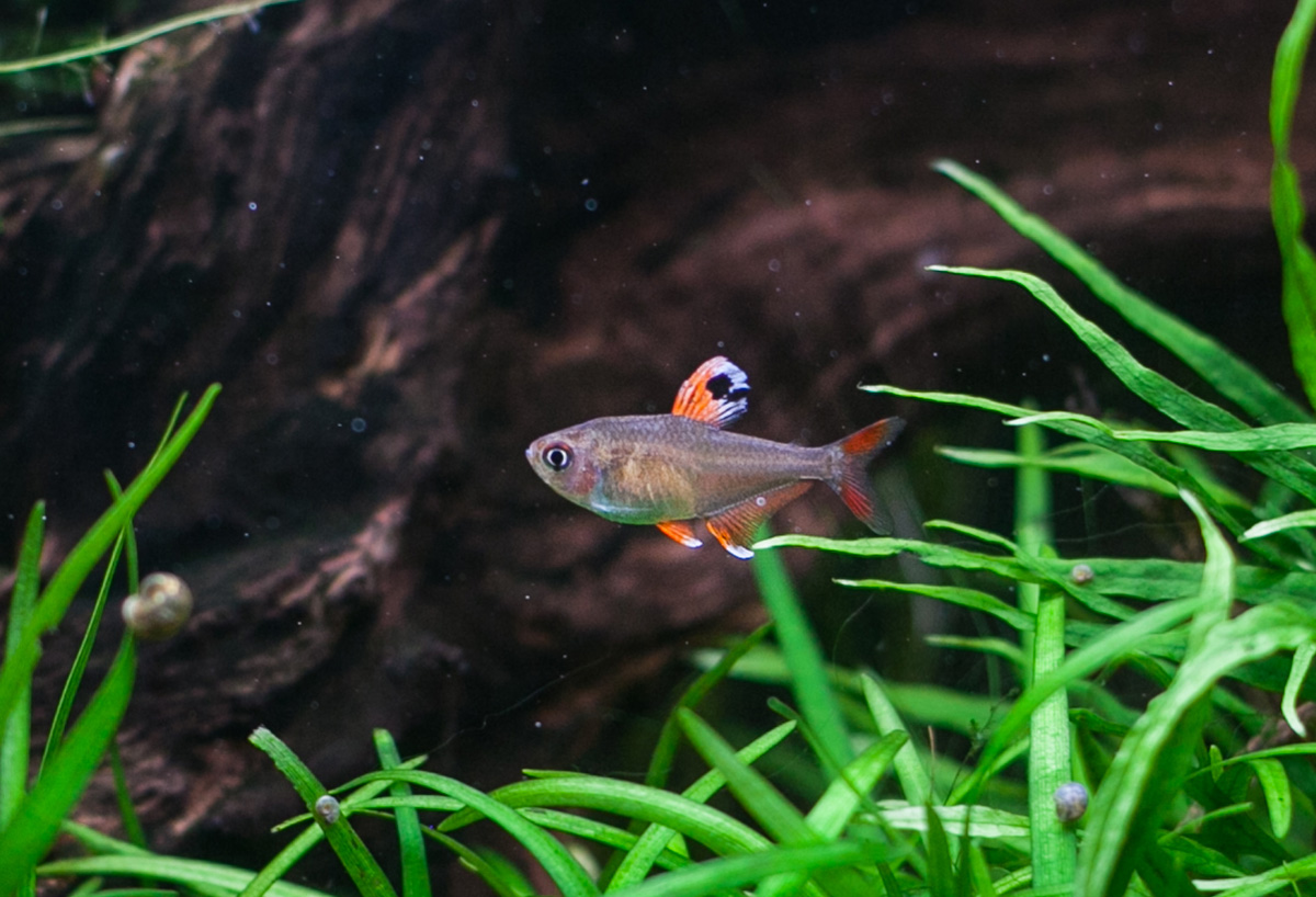 Тетра Орнатус (Hyphessobrycon bentosi)