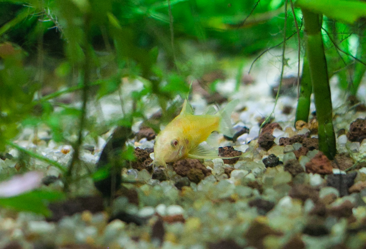 Сомик Коридорас крапчатый альбинос (Corydoras paleatus var. albino)