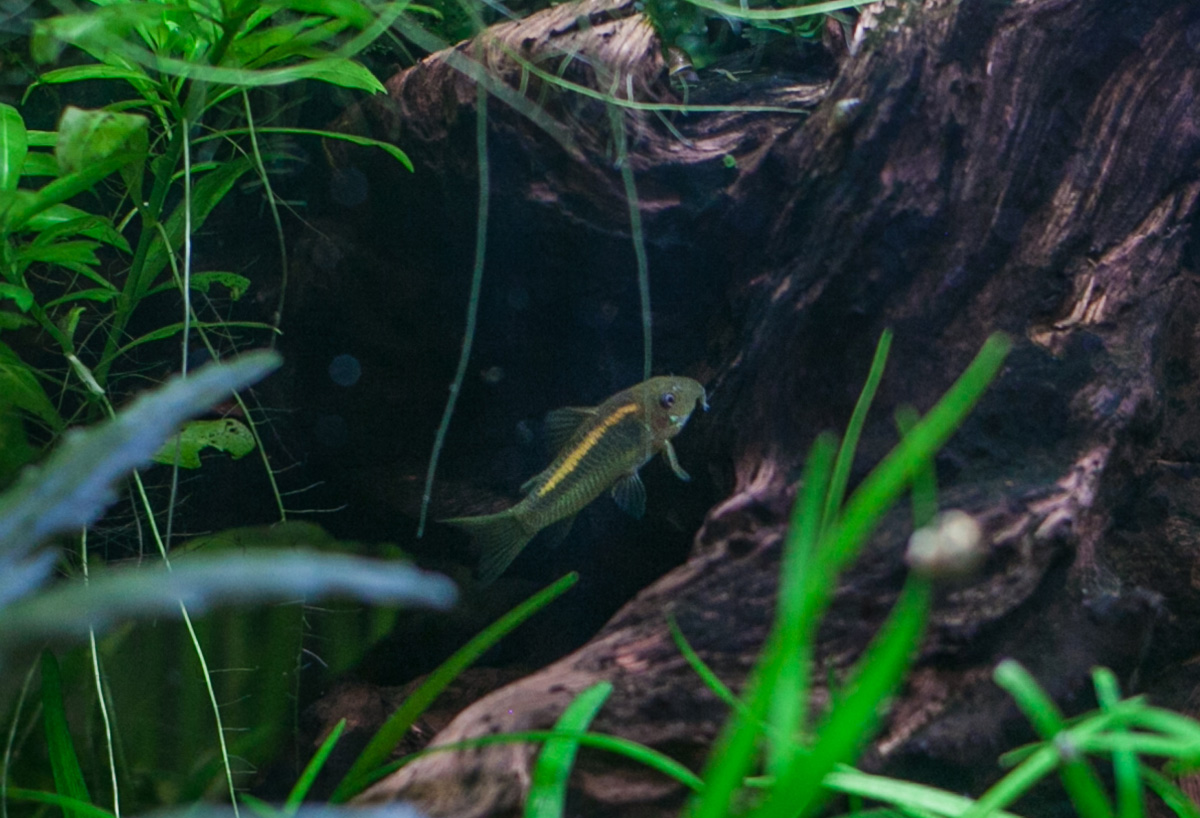 Коридорас Золотой Лазер (лат. Corydoras sp. CW010 / Neon Gold Stripe)