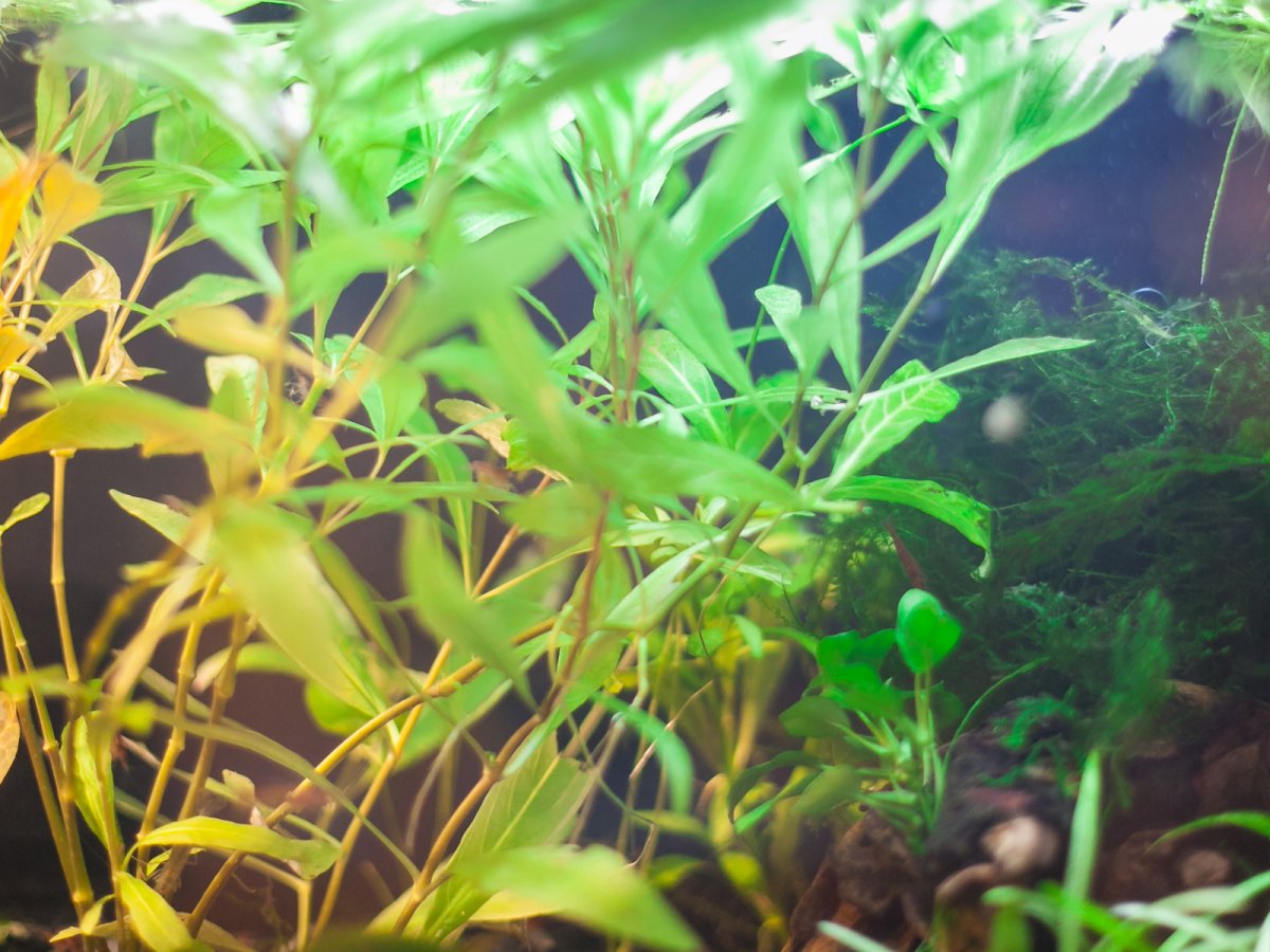 Гигрофила ивоволистная (Hygrophila corymbosa "Salicifolia")