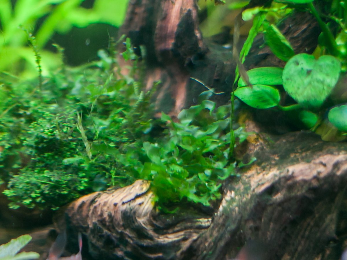 Ломариопсис Линеата / Печеночный мох круглый (Lomariopsis lineata)