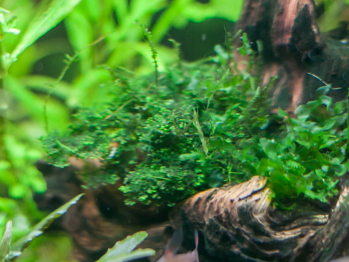Мох Феникс / Фиссиденс фонтанус (Fissidens fontanus)