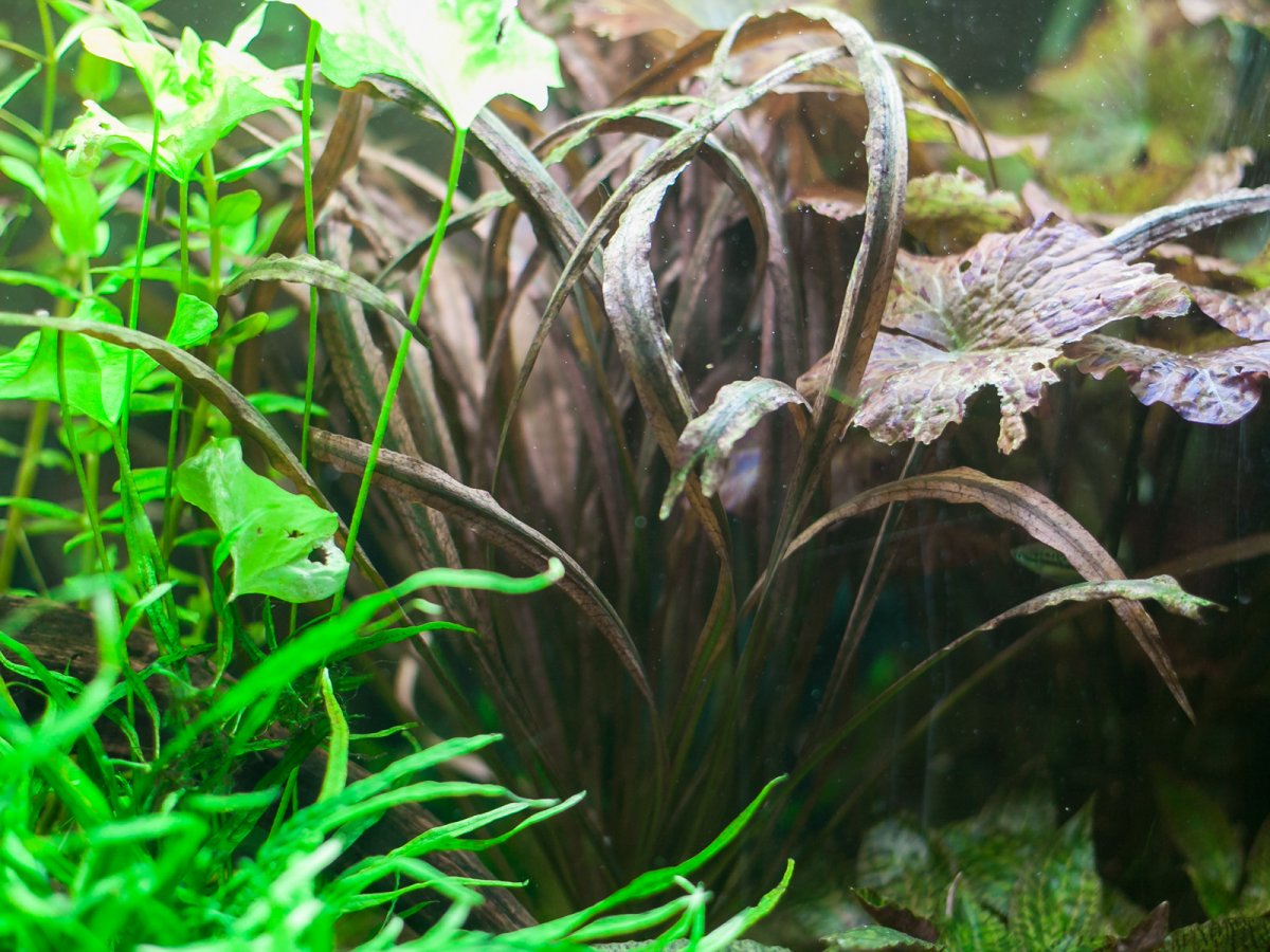 Криптокорина спиральная Тигр (Cryptocoryne spiralis "Tiger")