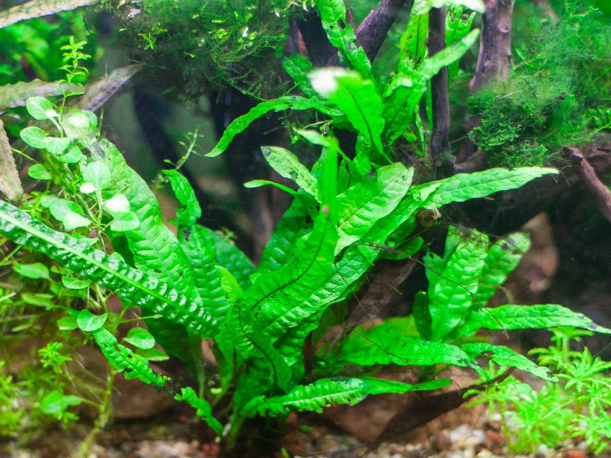 Таиландский папоротник (Microsorum pteropus)