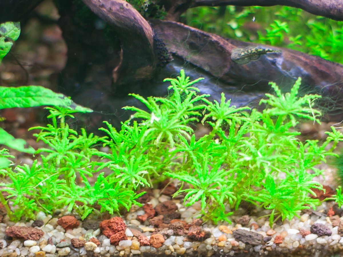 Погостемон Хелфери (Pogostemon helferi)
