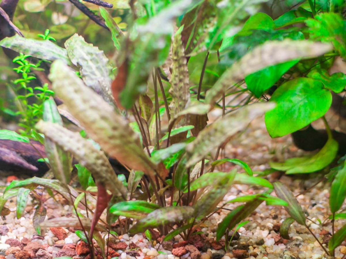 Криптокорина Беккета Петча (Cryptocoryne beckettii Petchii)