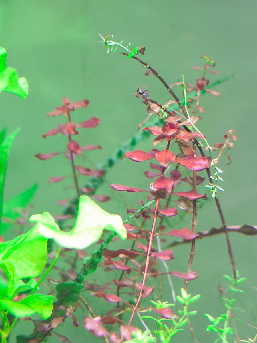 Людвигия Супер Ред (Ludwigia palustris "Super Red")