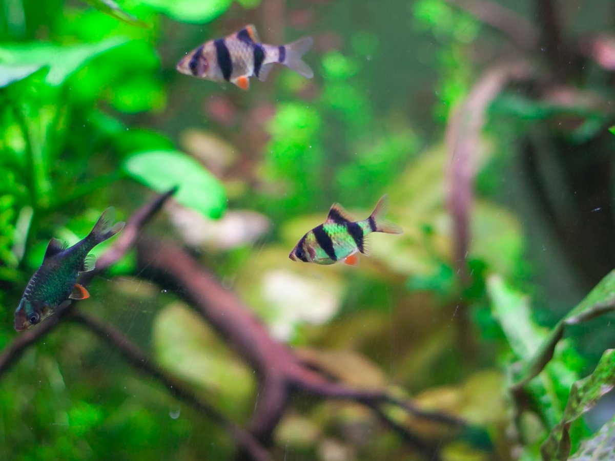 Барбус суматранский GloFish Зеленый (Puntigrus tetrazona "Green GloFish")