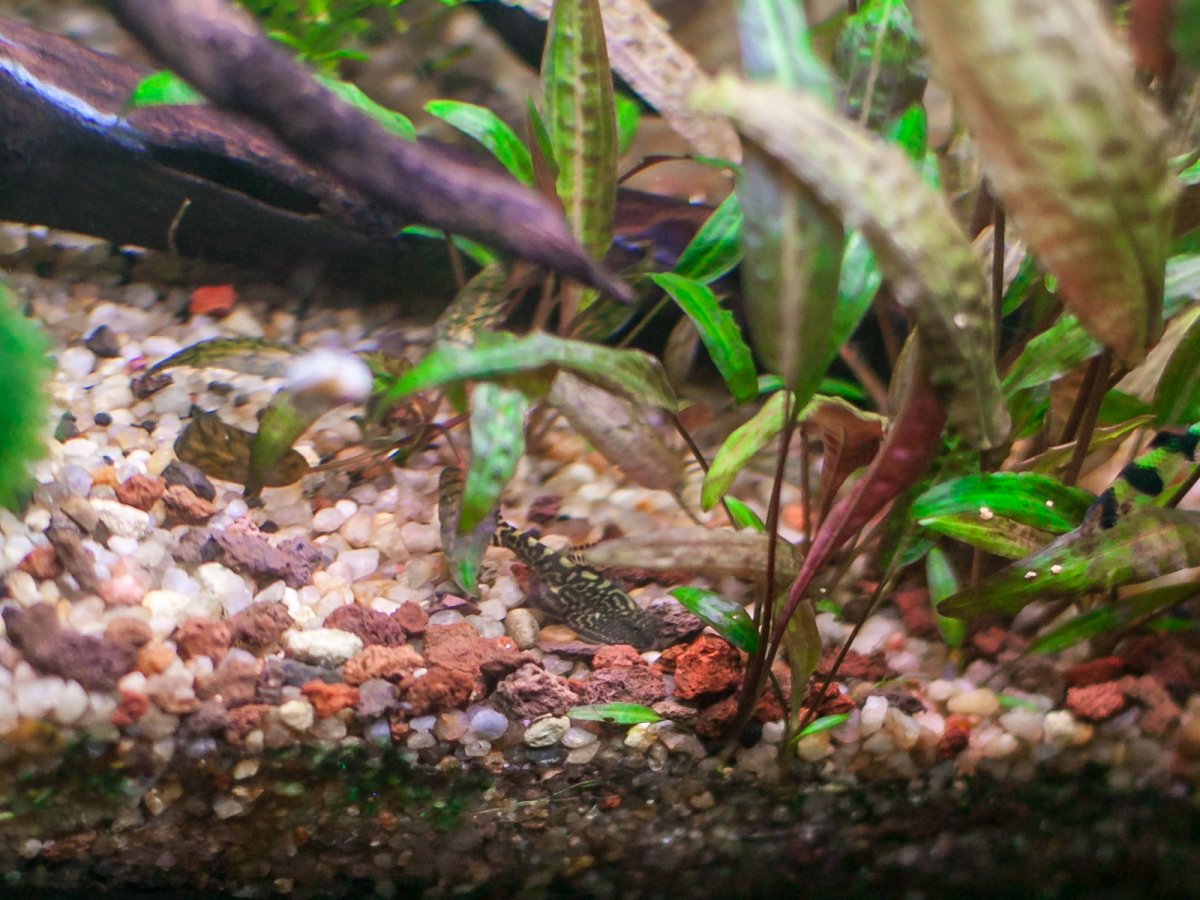 Гастромизон мраморный / Псевдоскат мраморный (Gastromyzon ctenocephalus)