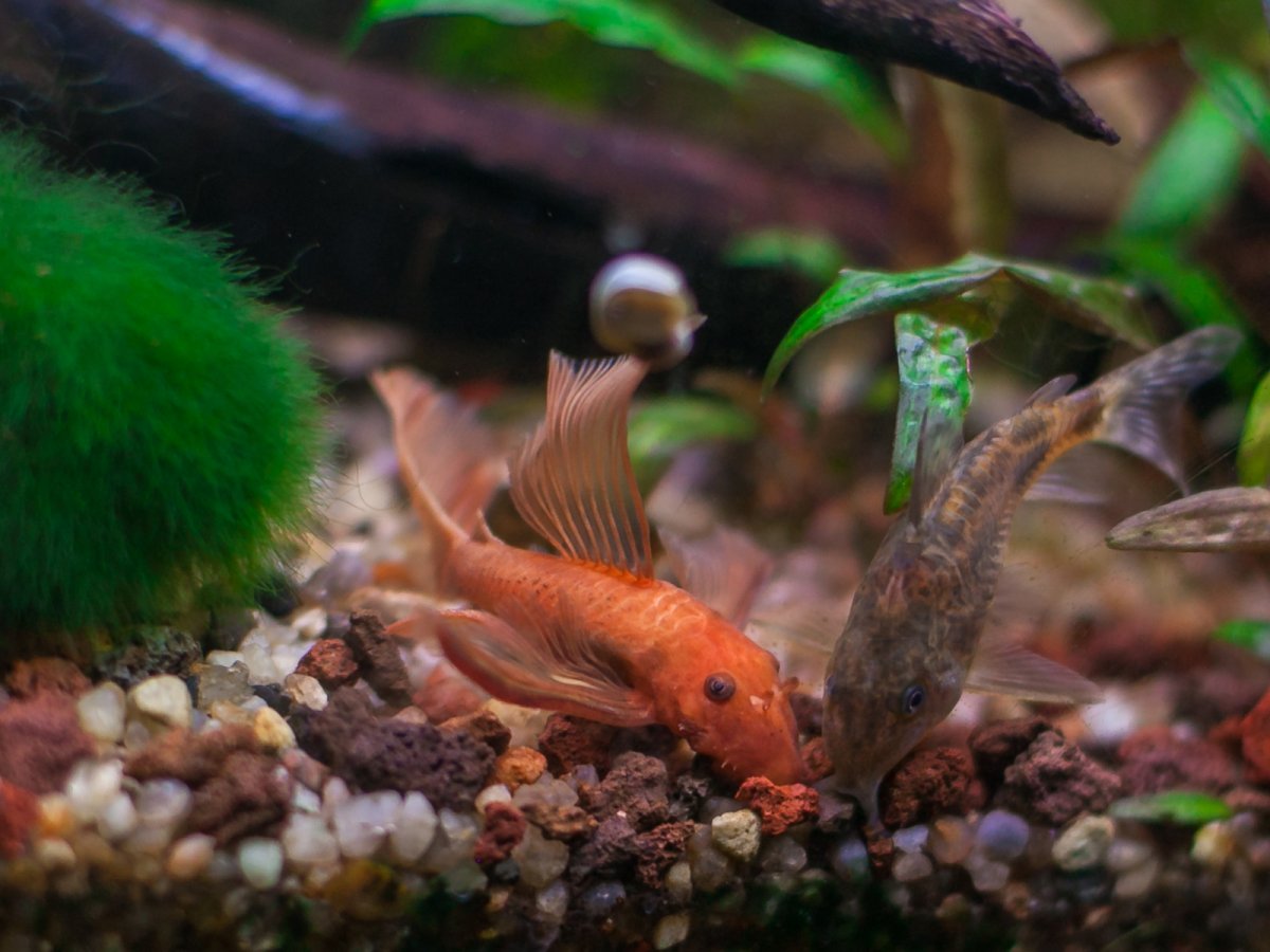 Сом Анциструс Супер Ред вуалевый / Сом-стрекоза (Ancistrus sp. "Super Red Longfin")