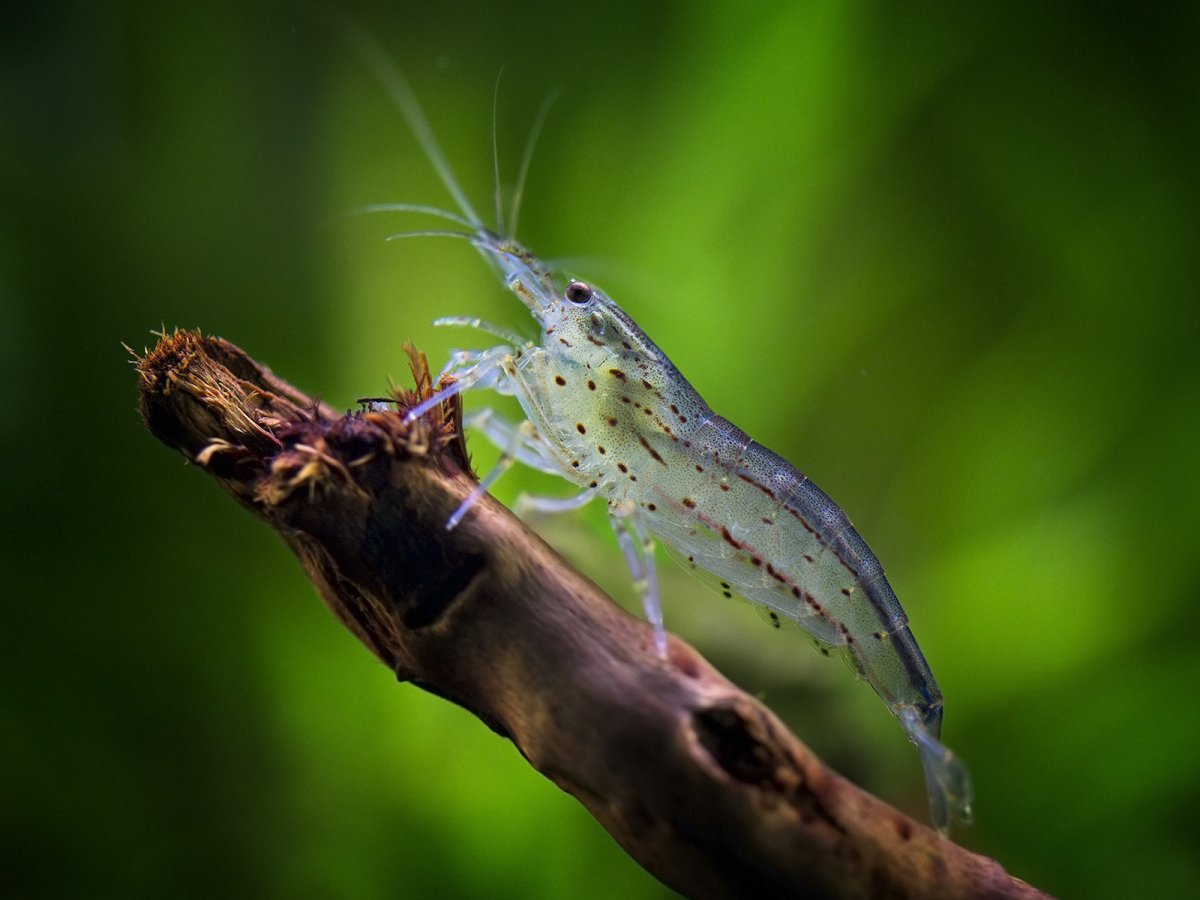 Креветка Амано (Caridina alata / Caridina multidentata)