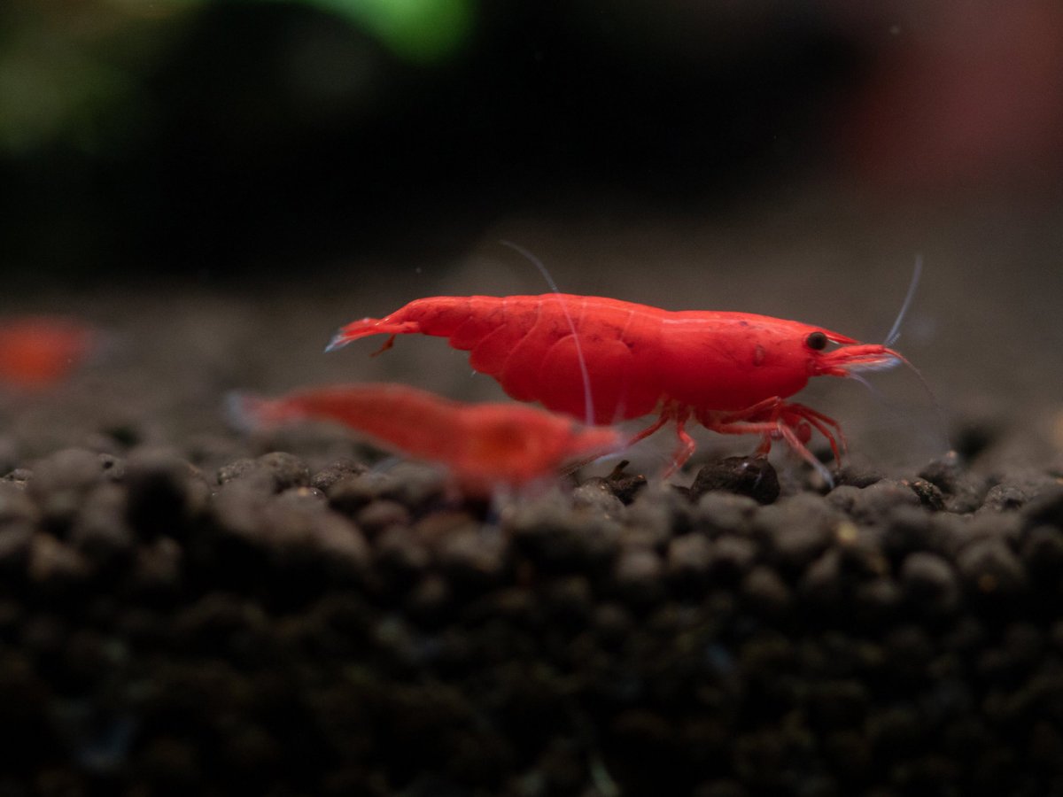 Креветка Красная Сакура (Neocaridina davidi "Red Sakura")