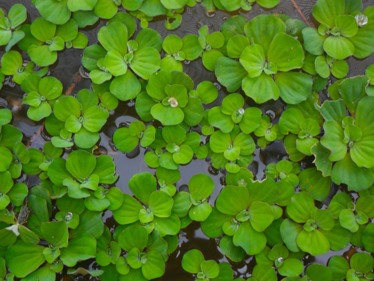 Пистия Телорезная / Водяной салат (Pistia stratiotes)