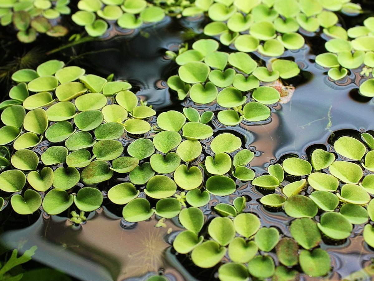 Сальвиния плавающая (Salvinia natans)