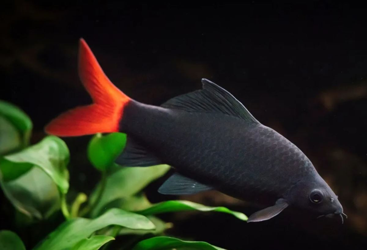 Лабео биколор (Epalzeorhynchos bicolor)