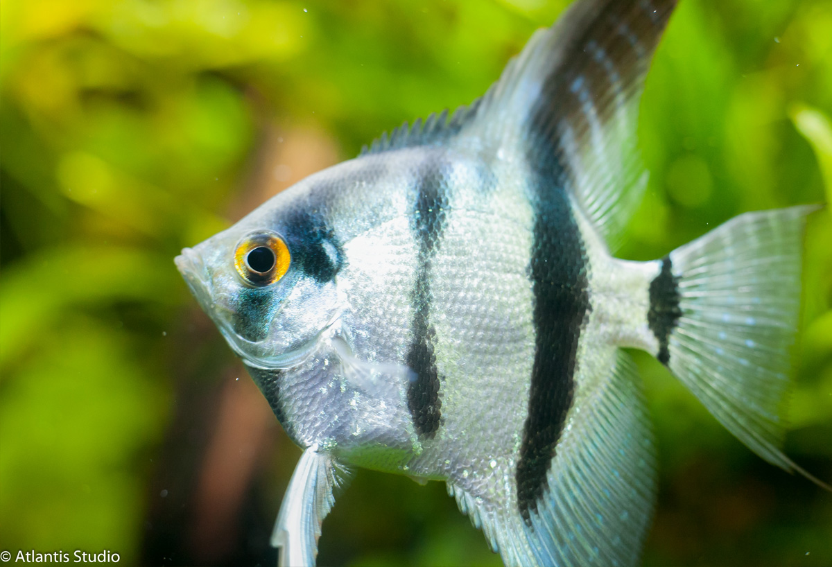 Скалярия зебра (Pterophyllum scalare "Zebra")