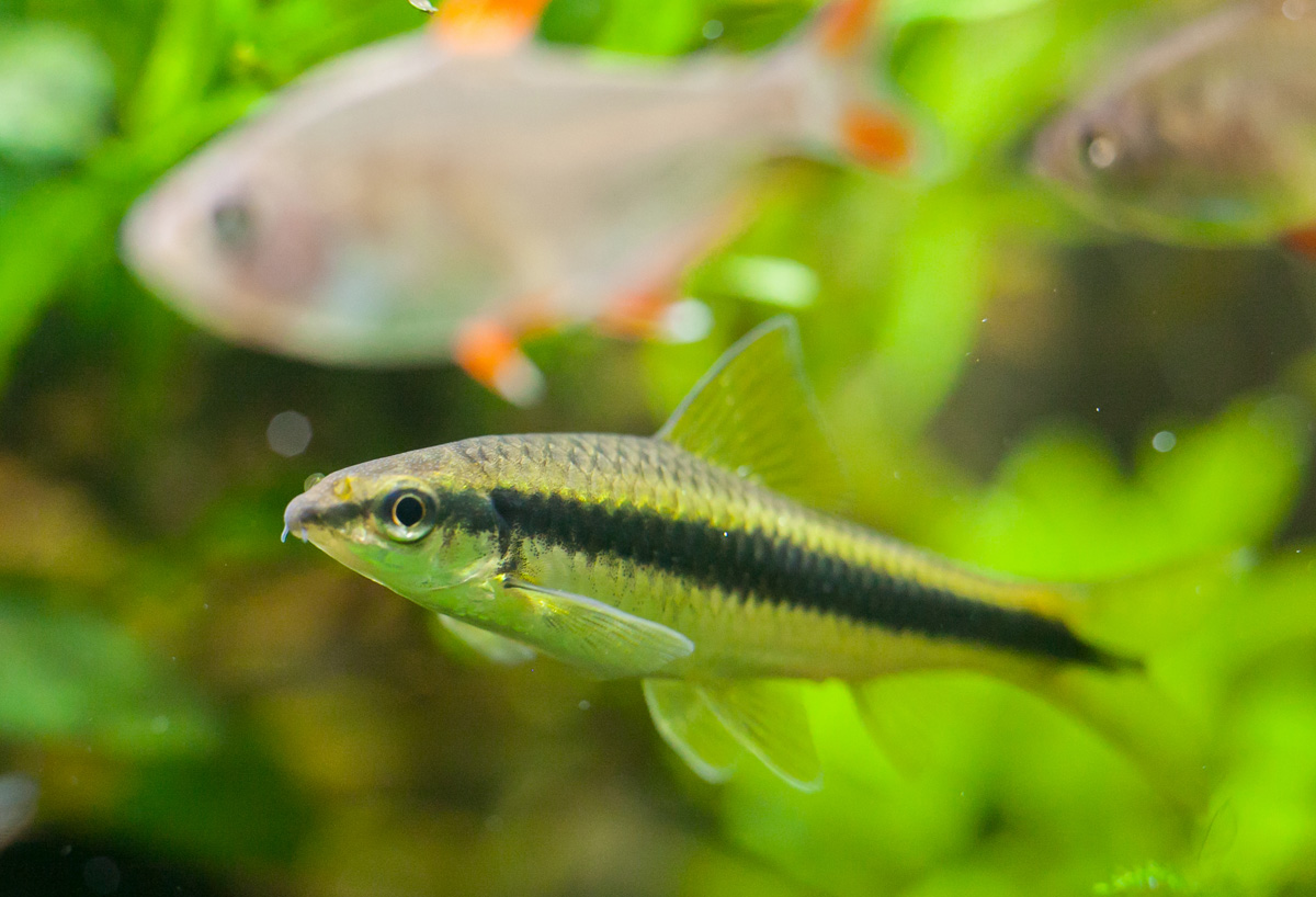 Сиамский водорослеед (Crossocheilus oblongus)