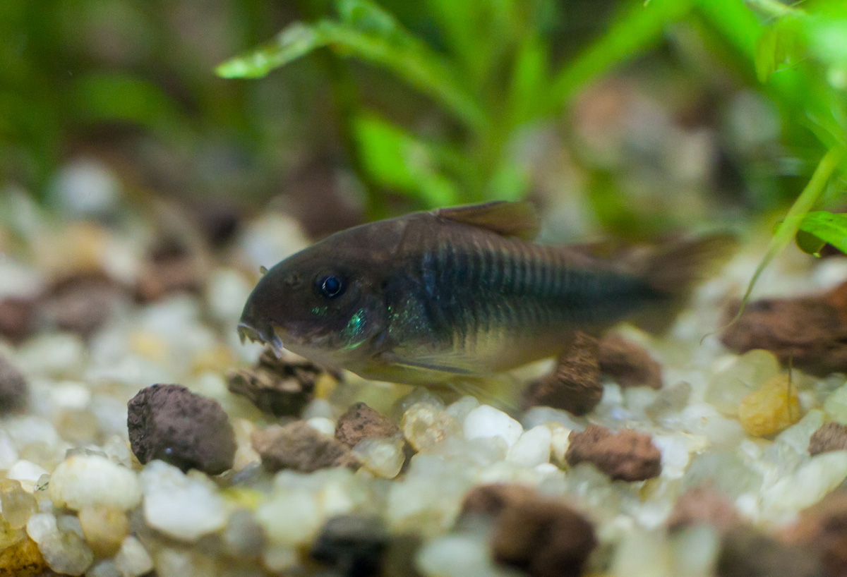 Коридорас Блэк Венесуэла (лат. Corydoras schultzei "Black Venezuela")