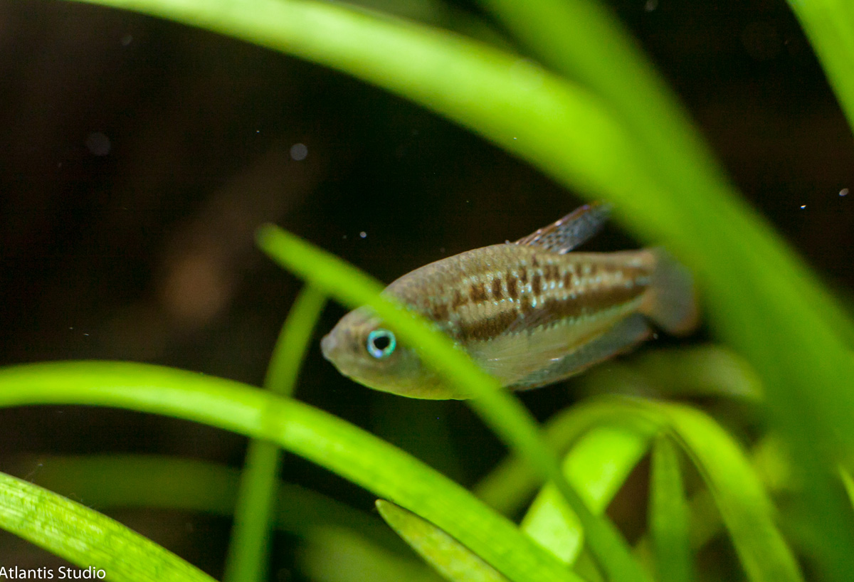 Карликовый гурами пумила / Искрящийся гурами (Trichopsis pumila)