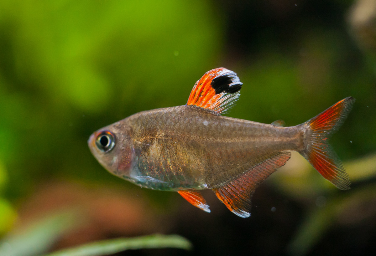 Тетра Орнатус (Hyphessobrycon bentosi)