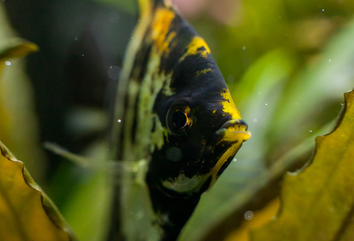 Скалярия мраморная (Pterophyllum scalare)