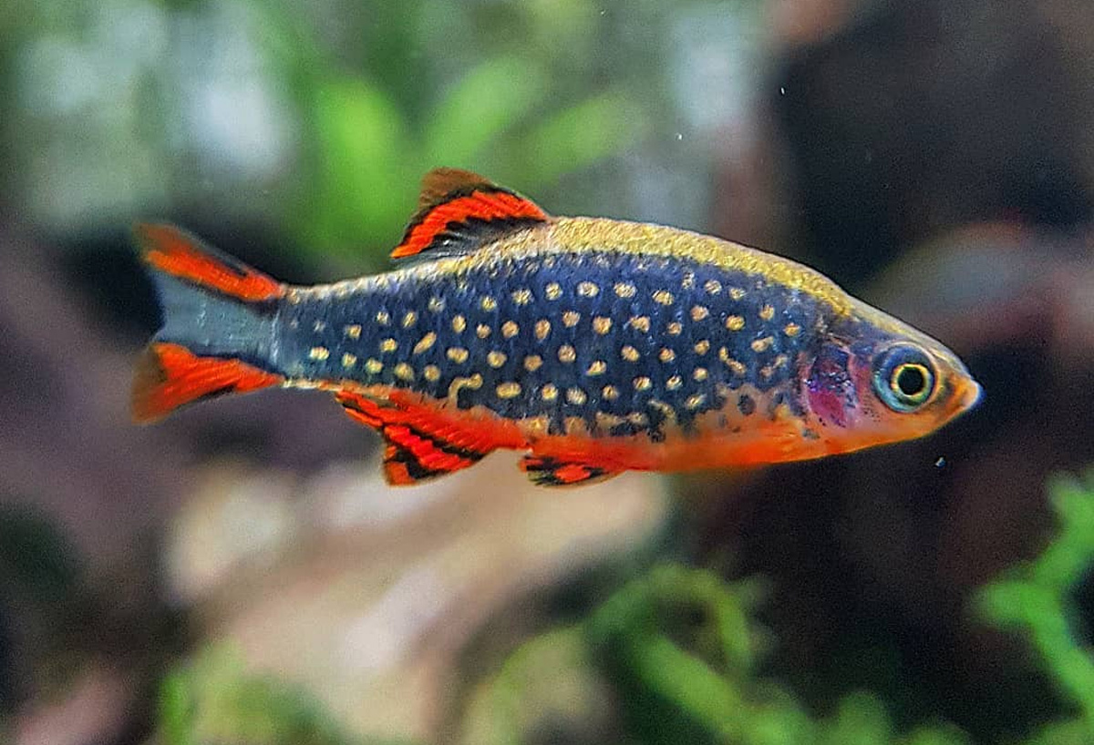 Микрорасбора галактика (Danio margaritatus).