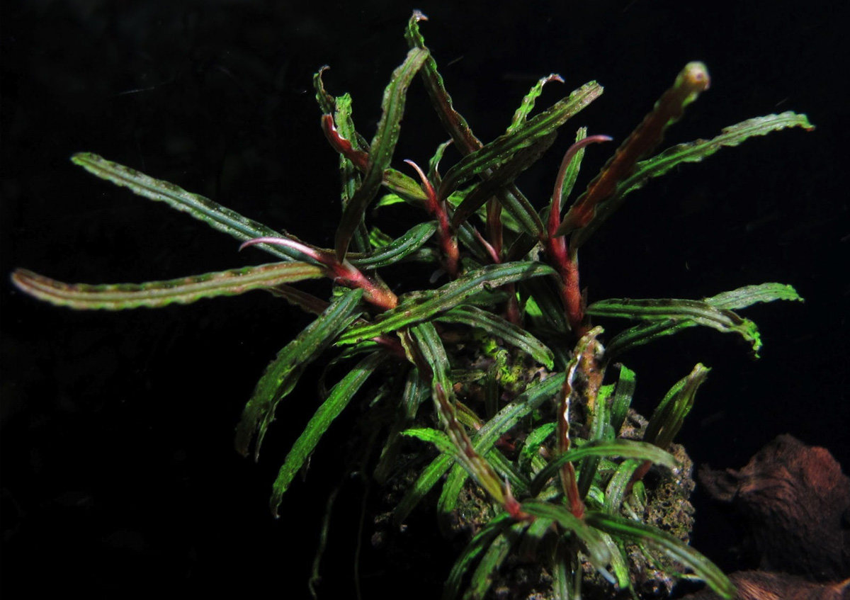 Буцефаландра белинда (Bucephalandra Belindae)